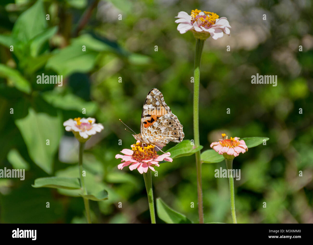 Profil der bemalten Dame Schmetterling mit geschlossenen Flügeln Fütterung auf zinnia Blume mit einem grünen unscharfen Hintergrund Stockfoto