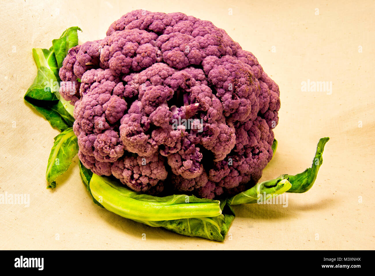 Lila Blumenkohl mit grünen Blättern - Brassica oleracea, Botrytis Stockfoto