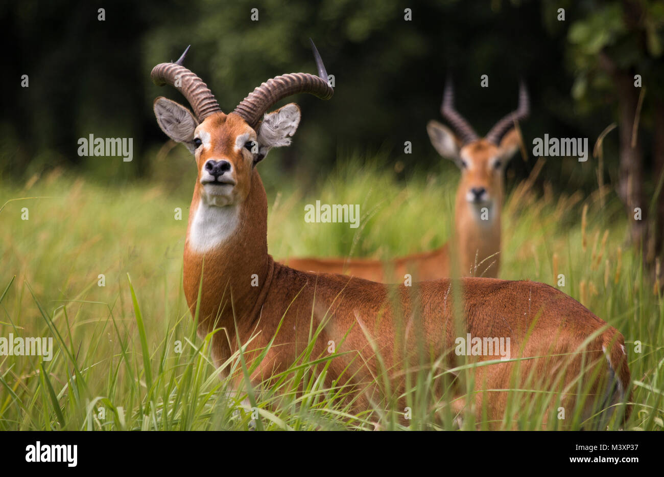 Ugandan Kob Antilope (Kobus kob thomasi) im langen Gras, Uganda. Stockfoto