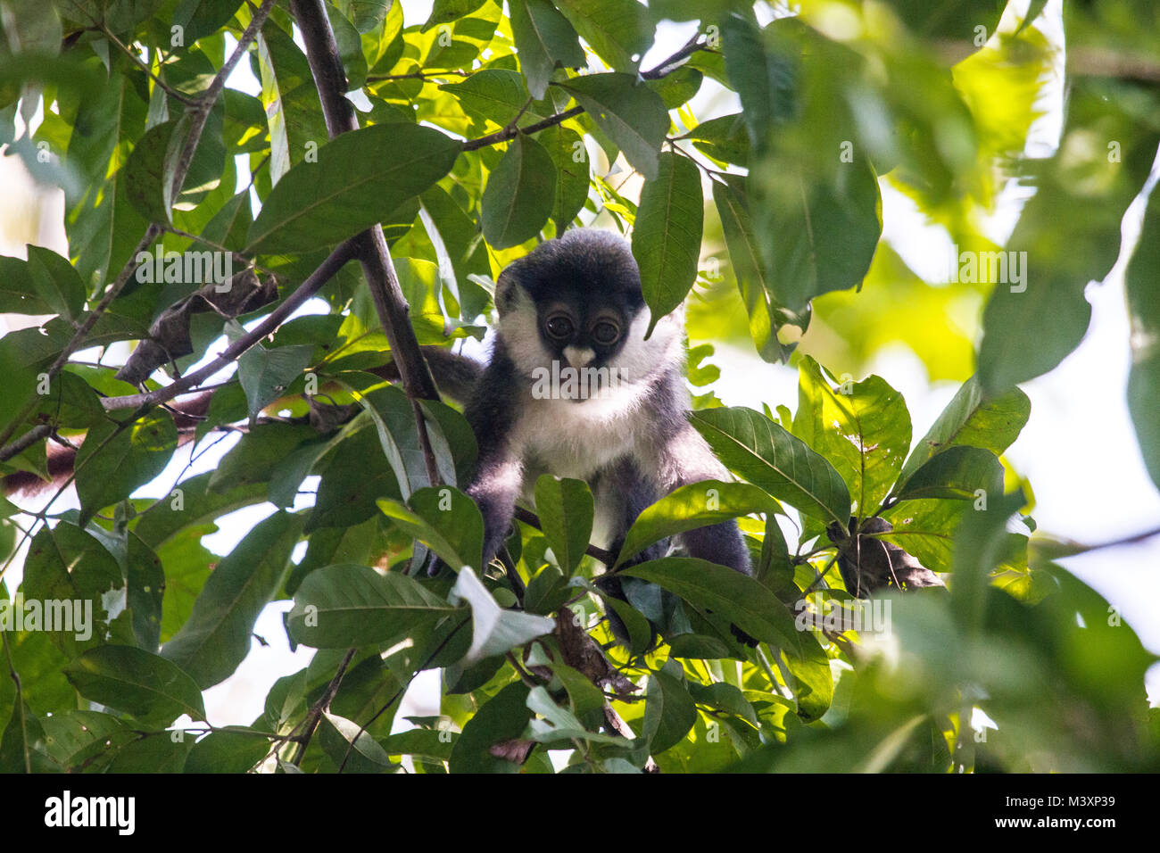 Red-tailed Affen (Cercopithecus ascanius) in einen Baum in Uganda. Stockfoto