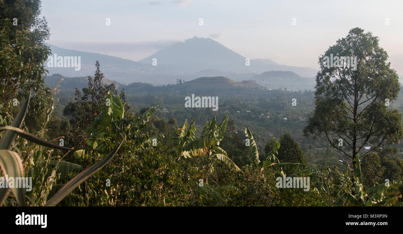 Coffee Plantation in Uganda mit Vulkan. Stockfoto