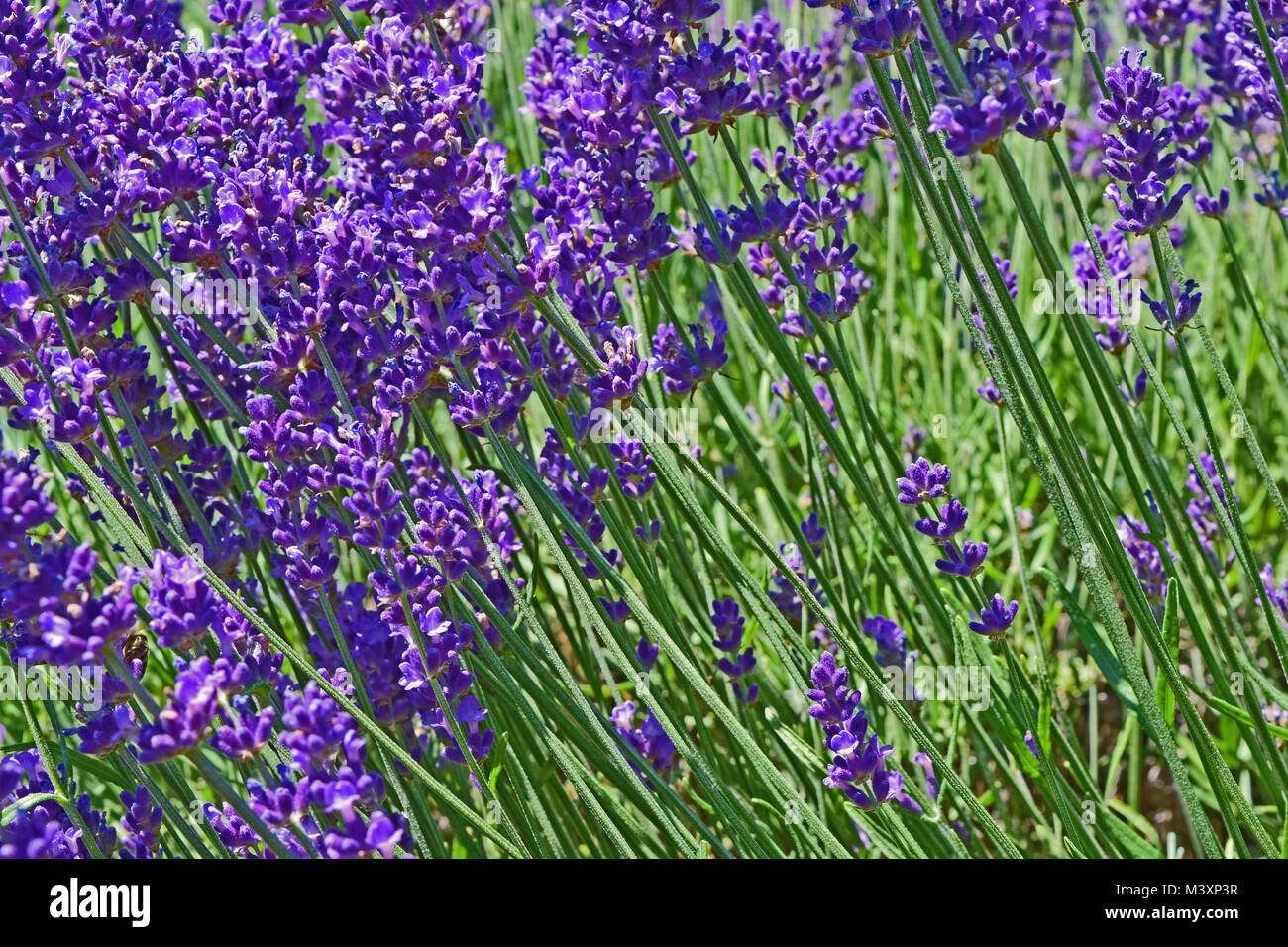 Close up Ultra Violett Lavendel blühen in einem Feld. Lavandula angustifolia. Stockfoto