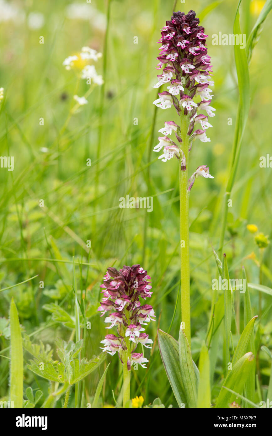 Gebrannt - Tipp Orchidee in einer Bergwiese der Picos de Europa, Spanien. Dies ist eine seltene Art, die in Großbritannien aber weit verbreitet auf dem Kontinent. Stockfoto