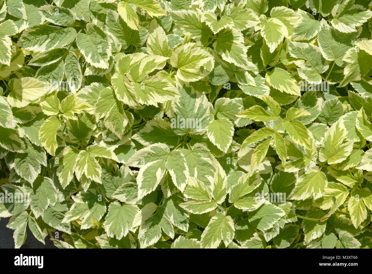 Close-up viele grüne Zier bunte Blätter der Aegopodium podagraria im hellen Sonnenlicht als natürlichen Hintergrund. Stockfoto