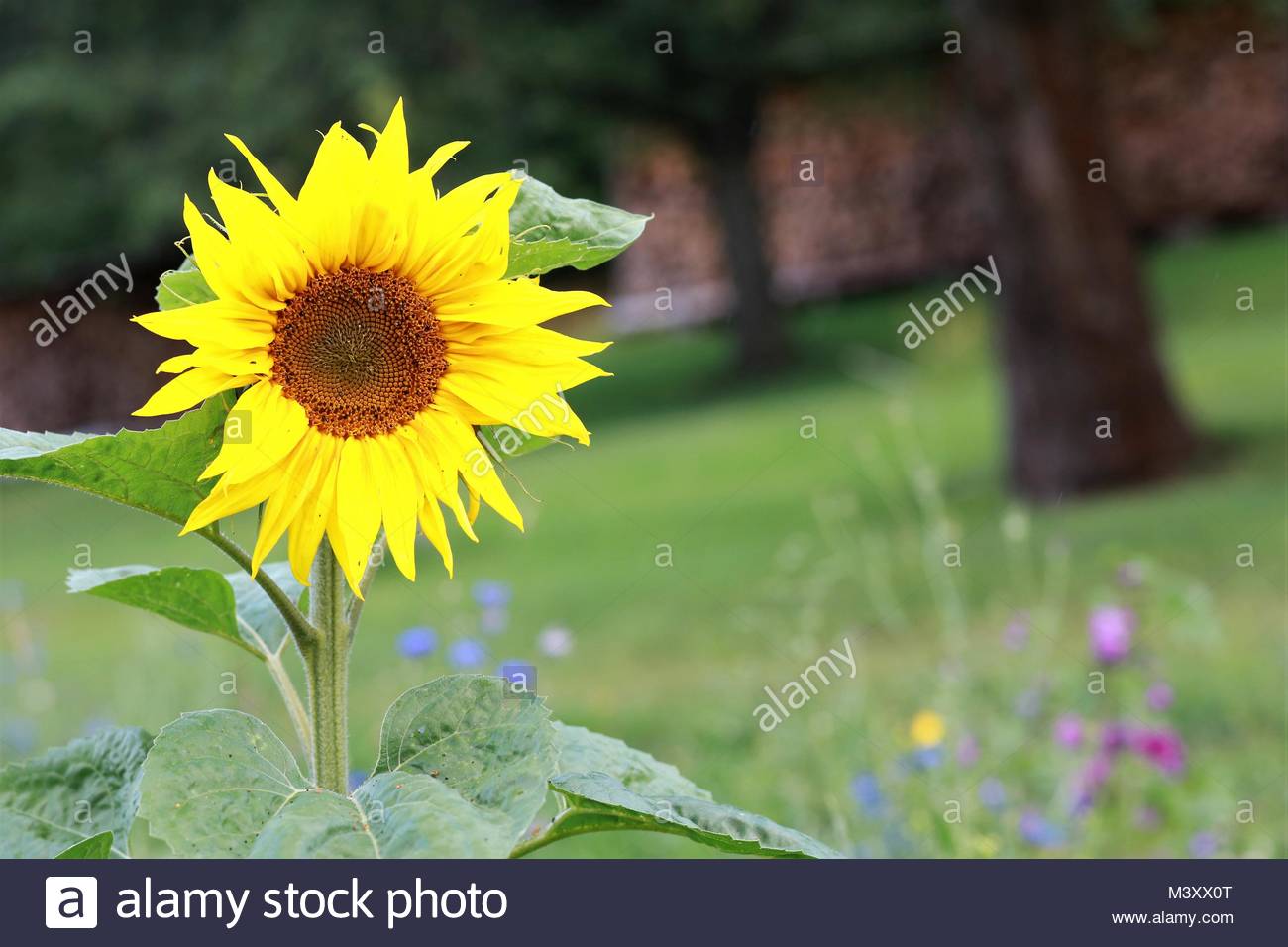 Sonnenblumen in einem bayerischen Garten an einem schönen Sommer. Stockfoto