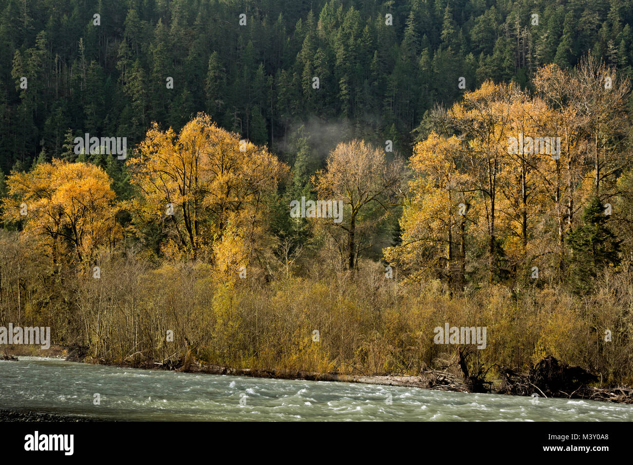 WA 13371-00 ... WASHINGTON - Herbst Farbe entlang den Ufern der Elwha River in Olympic National Park. Stockfoto