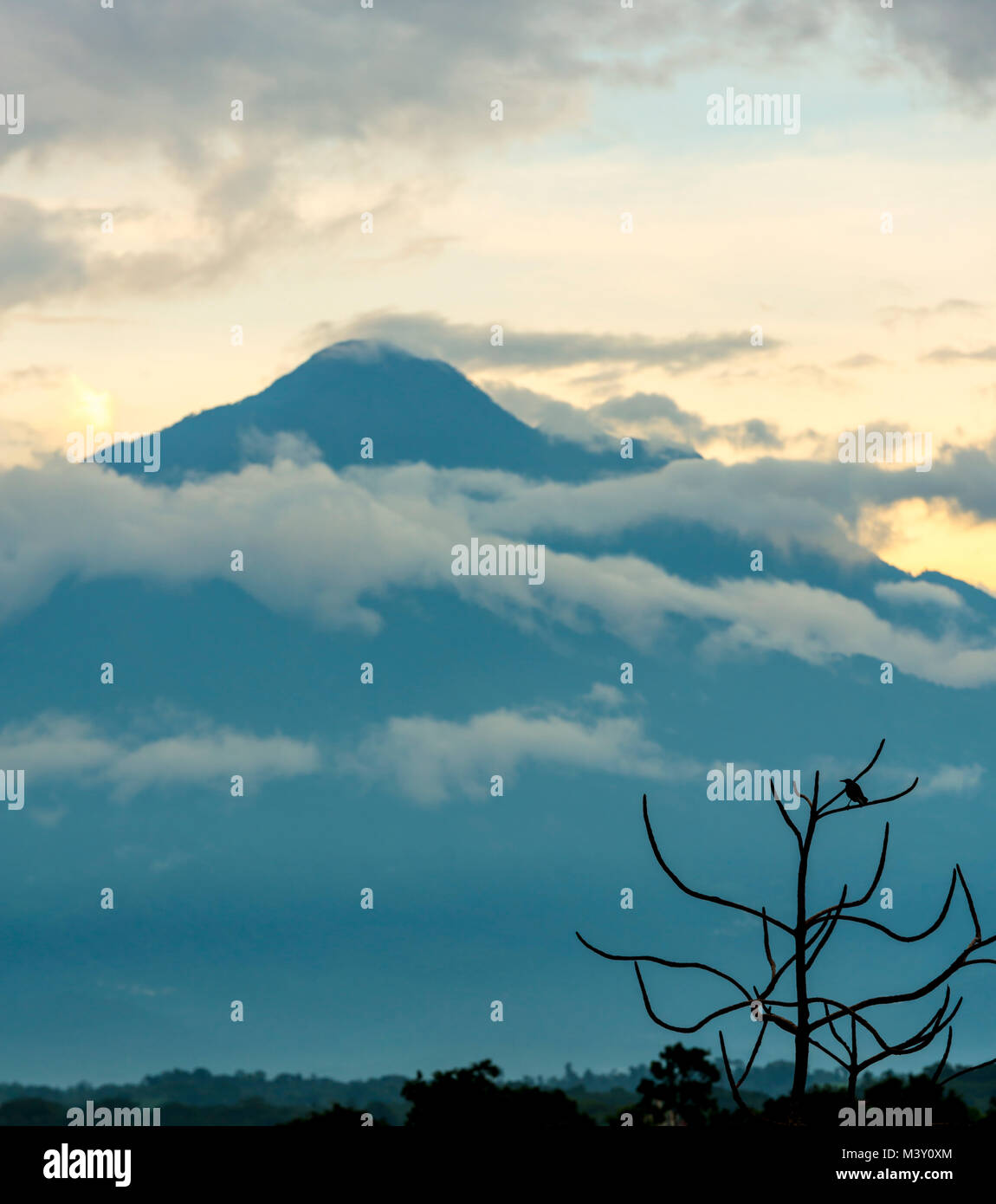 Vulkan Tajumulco in Guatemala mit Vogel in einem Baum Silhouette Stockfoto