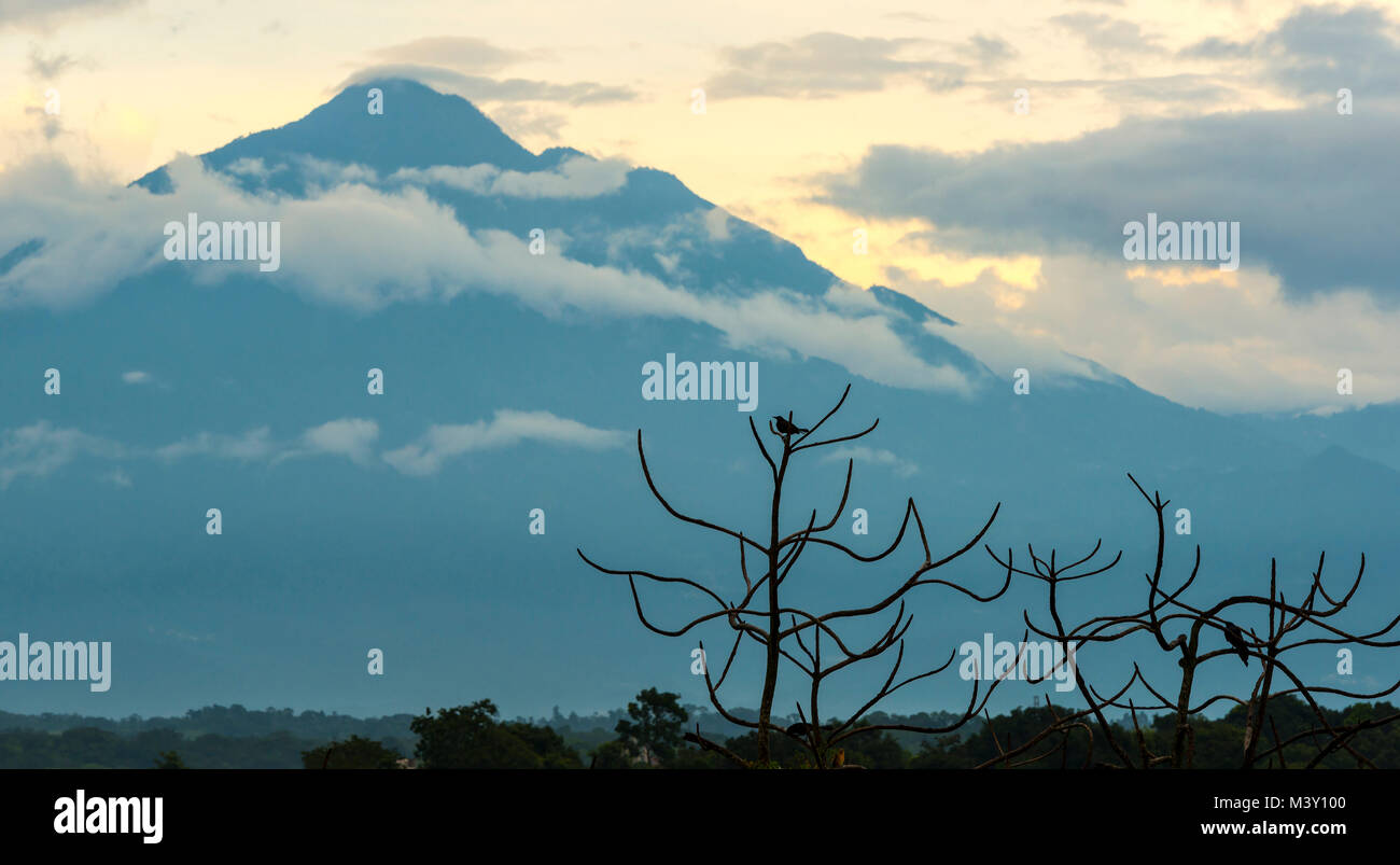 Vulkan Tajumulco in Guatemala mit Vogel in einem Baum Silhouette Stockfoto