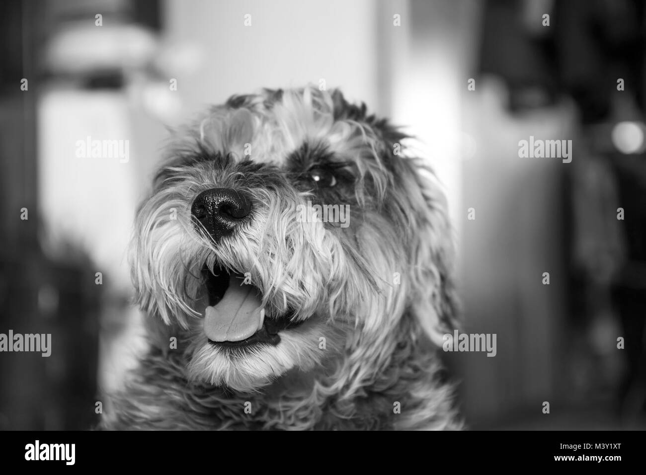 Kleine Zwergschnauzer Welpen Lächeln, schöner Hund Stockfoto