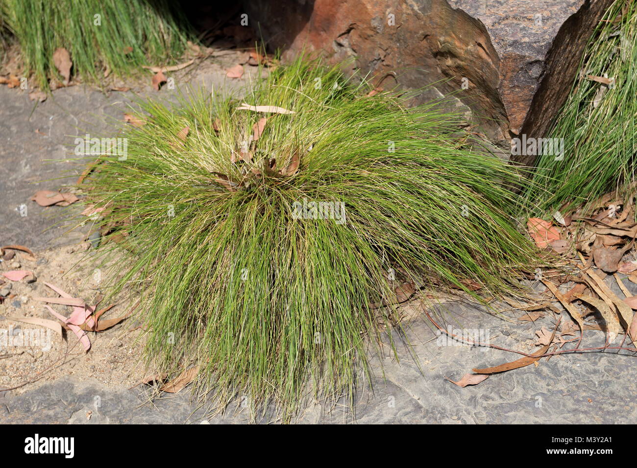 Lomandra confertifolia Subsp leptostachya oder als Mat Rush Gras bekannt Stockfoto