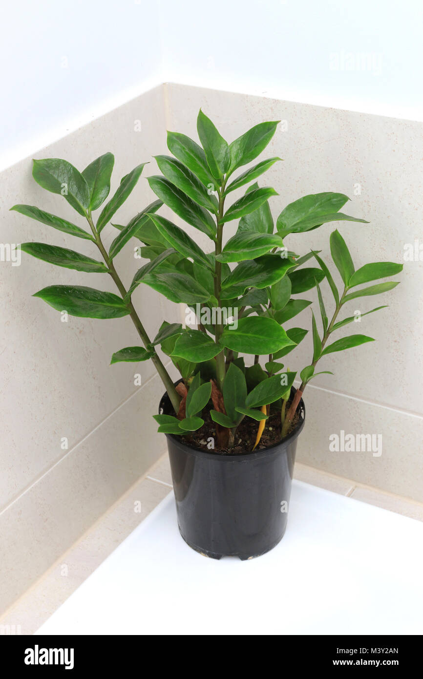 Zamioculcas oder als Sansibar Juwel", "Zuzu Anlage" oder Emerald palm Stockfoto