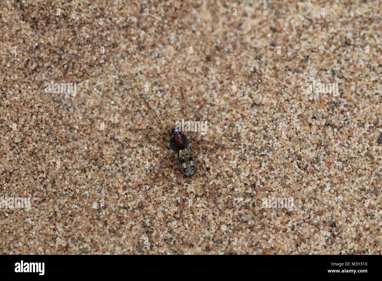 Arctosa perita (oder der Sand Bär - Spider), eine Pflanzenart aus der Gattung der wolf spider gefunden auf Sand Dünen und Heide. Stockfoto