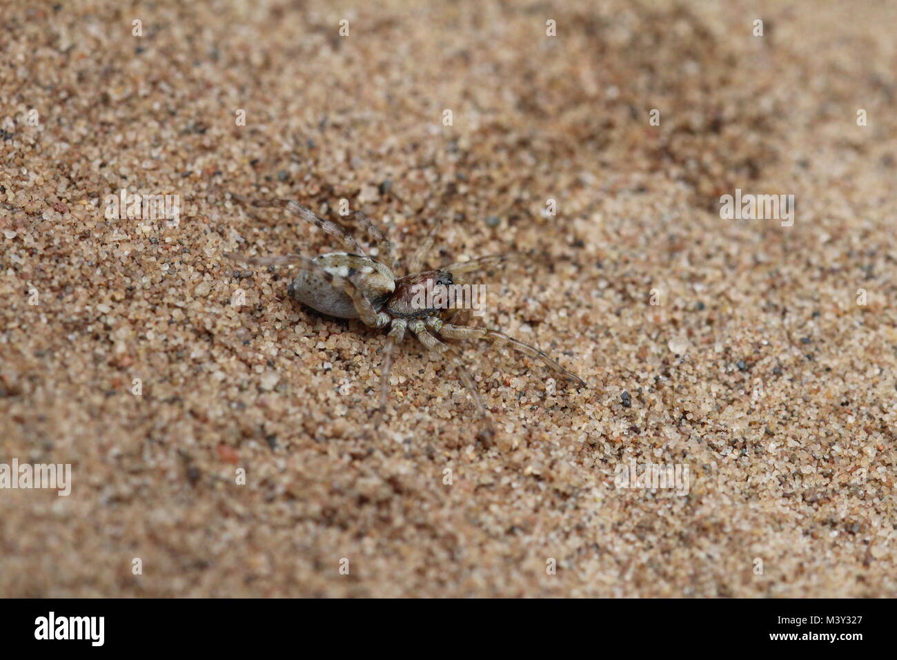 Arctosa perita (oder der Sand Bär - Spider), eine Pflanzenart aus der Gattung der wolf spider gefunden auf Sand Dünen und Heide. Stockfoto