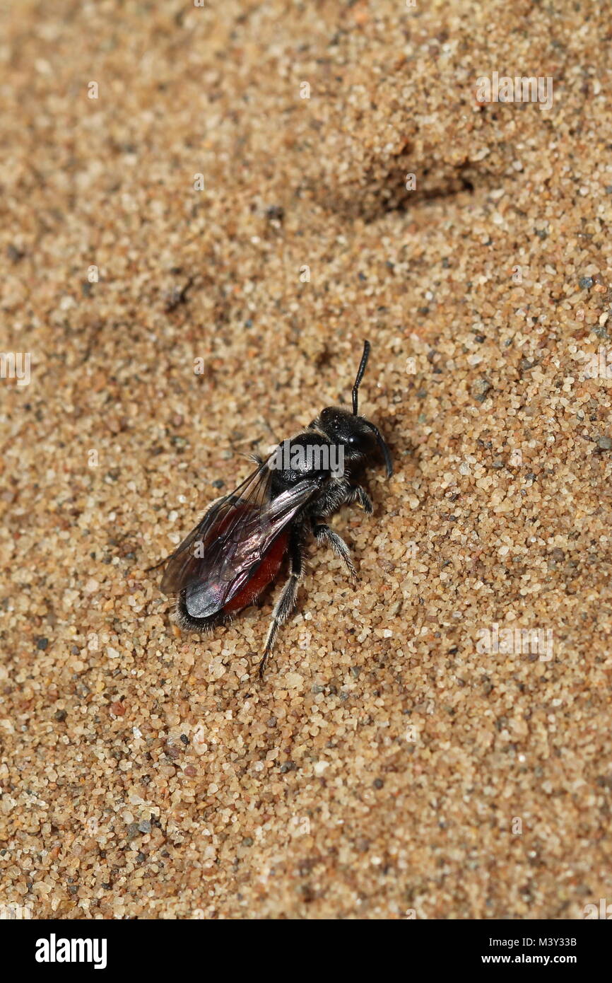 Sphecodes pellucidus (oder im Sandkasten Blut - Biene), eine Pflanzenart aus der Gattung der einsame Biene gefunden auf Sand Dünen und Heide. Stockfoto