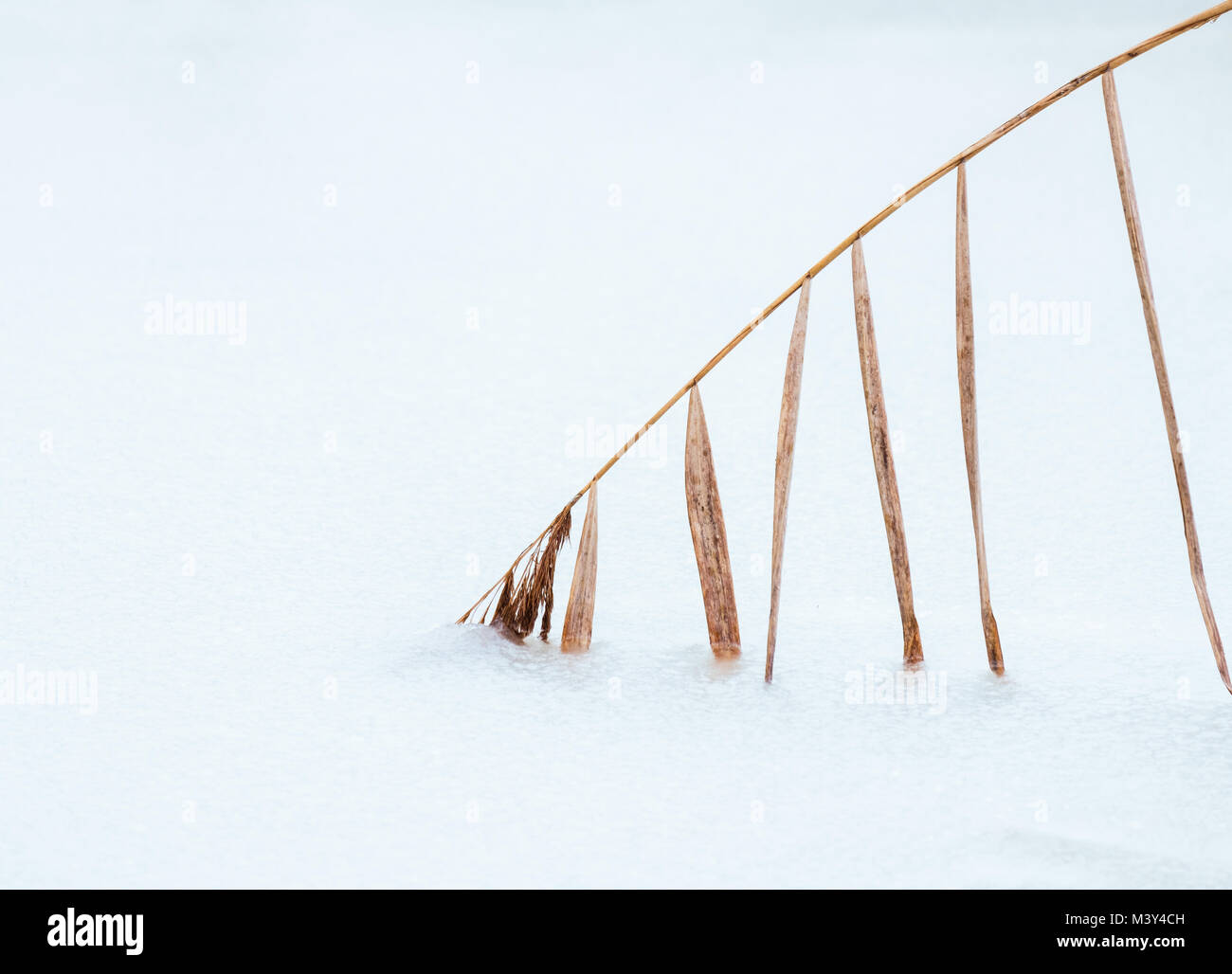 Schließen Sie herauf Bild aus gefrorenem Gras mit weißem Hintergrund im Winter in Finnland Stockfoto
