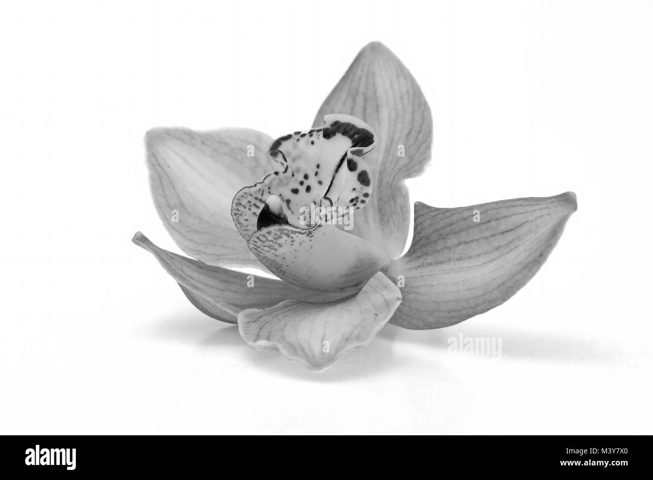 Isolierte schöne Orchidee in Schwarz und Weiß Stockfoto