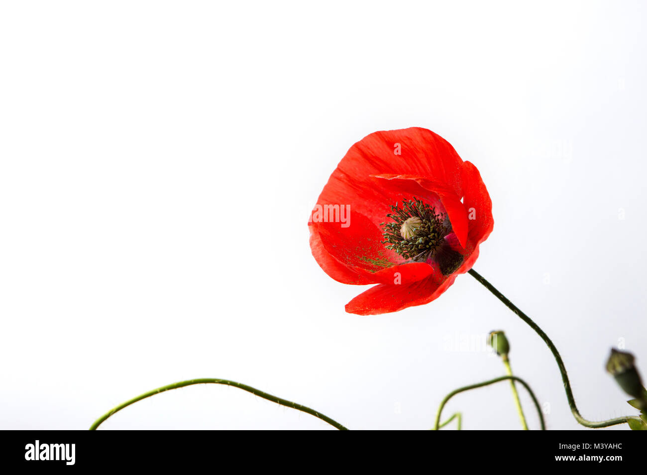 Rote Mohnblüte auf weißem Hintergrund Nahaufnahme Stockfoto