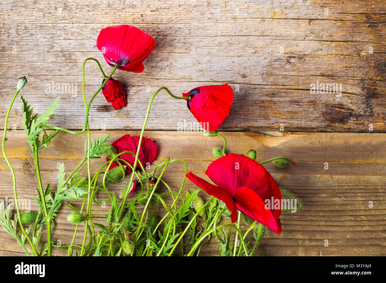 Red Poppy Flower auf Holz- Hintergrund der Ansicht von oben Stockfoto