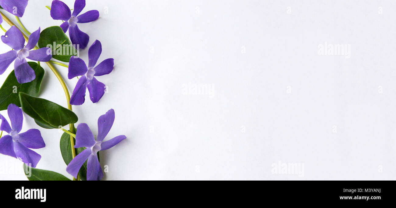 Lila Lila Blumen auf weißem Stoff Top View Stockfoto