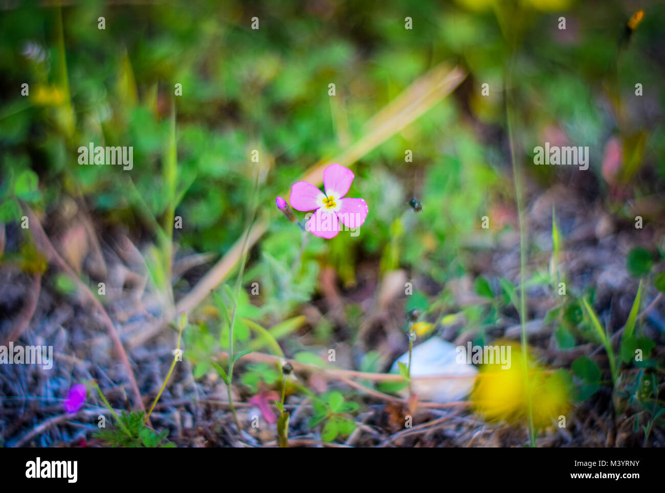 Schone Pflanzen Im Garten Stockfoto Bild 174558999 Alamy