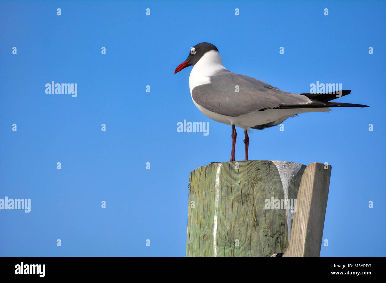 Schwarze Leitung Gull Scannen von einem Aussichtspunkt, auf der Suche nach der nächsten Mahlzeit. Stockfoto