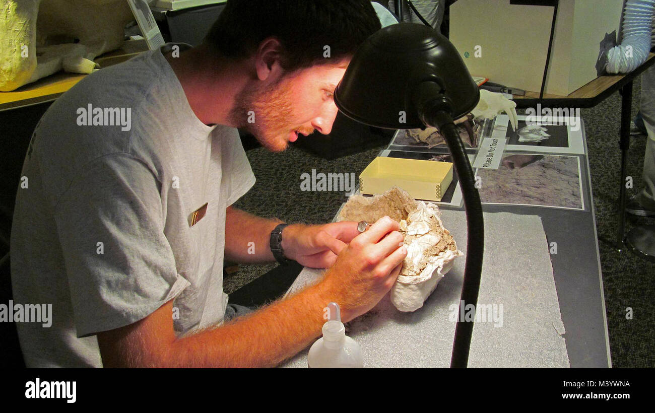 Danny Arbeiten an Oreodont Skull Fossil 6. Danny Arbeiten an Oreodont Skull Fossil 6. Stockfoto