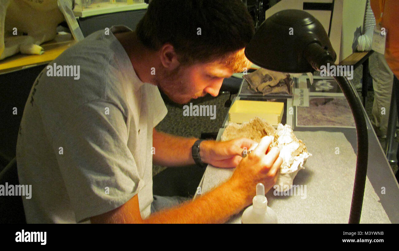 Danny Arbeiten an Oreodont Skull Fossil 5. Danny Arbeiten an Oreodont Skull Fossil 5. Stockfoto