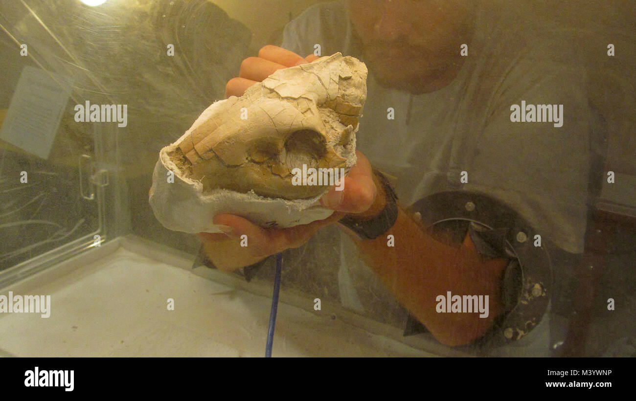 Danny Arbeiten an Oreodont Skull Fossil 3. Danny Arbeiten an Oreodont fossile Schädel 3 Stockfoto