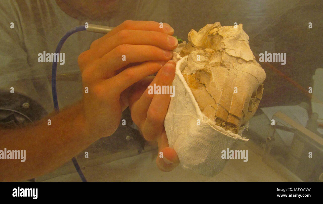 Danny Arbeiten an Oreodont Skull Fossil 4. Danny Arbeiten an Oreodont fossile Schädel 4 Stockfoto