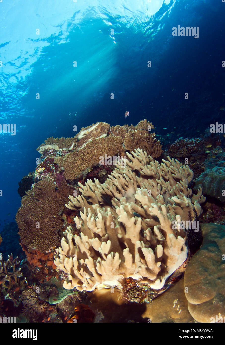 Korallenriffe in der Indo-pazifischen Raum haben die höchste Artenvielfalt, die jemals in einem ozeanischen Lebensraum aufgezeichnet. Stockfoto