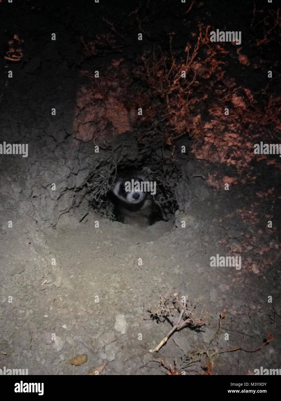 Schwarz-füßiges Frettchen Stockfoto