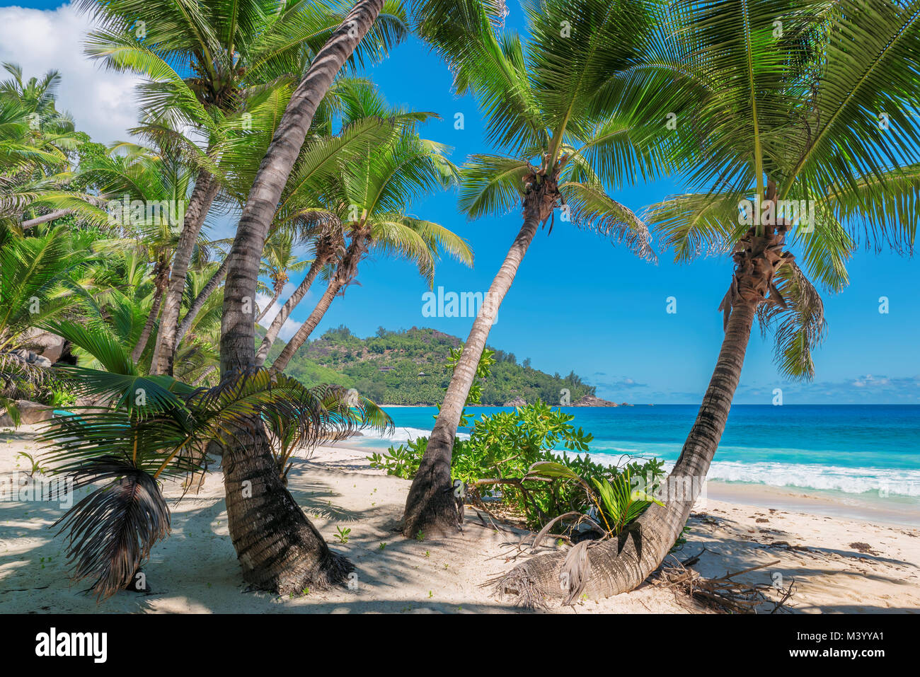 Kokosnuss Palmen am Sandstrand Stockfoto