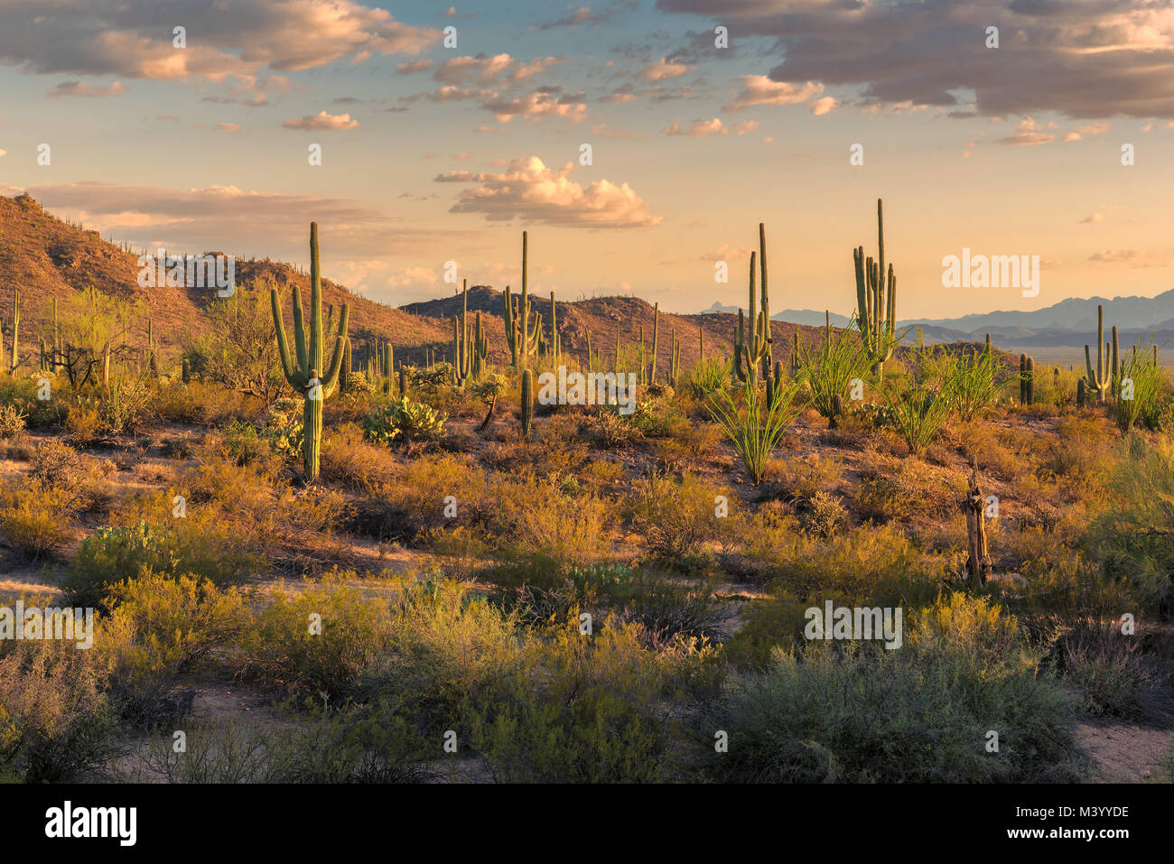 Saguaros bei Sonnenuntergang in der Sonoran Wüste in der Nähe von Phoenix. Stockfoto
