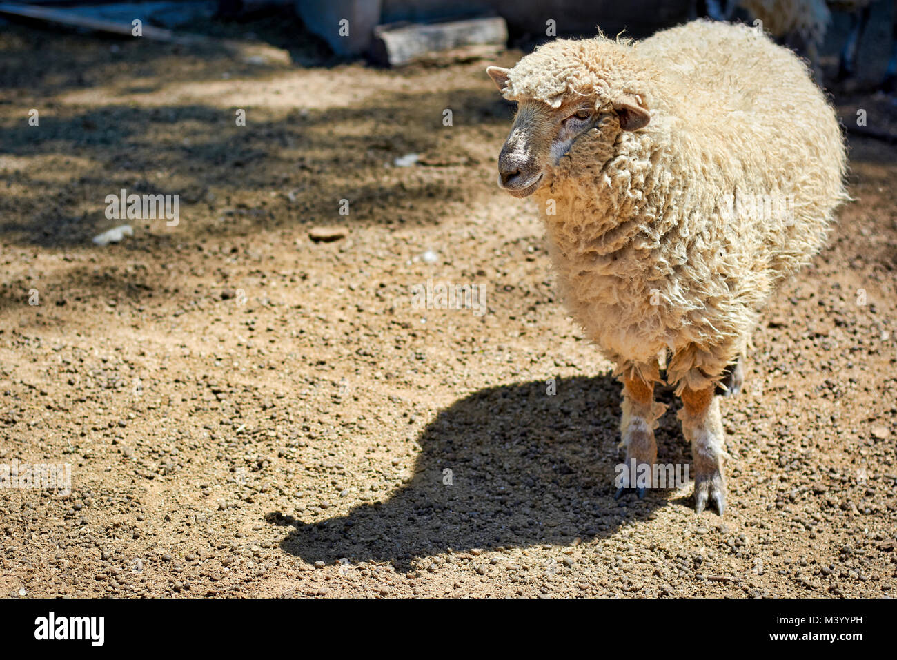 Schaf stehend im Korral auf einem Bauernhof. Stockfoto