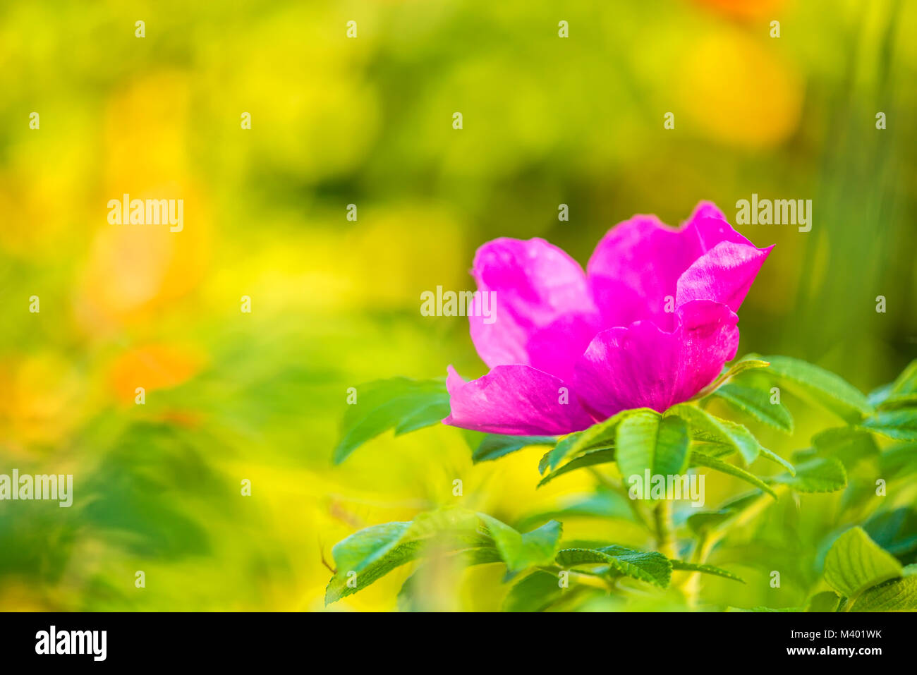 Kartoffel rose an einem Strand der Ostsee in Polen Stockfoto