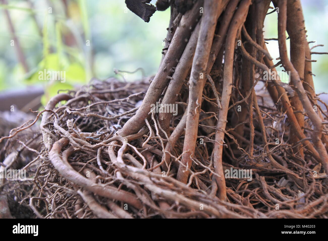 Palmera oder Palm plant root Ball aus einem Topf Stockfotografie Alamy