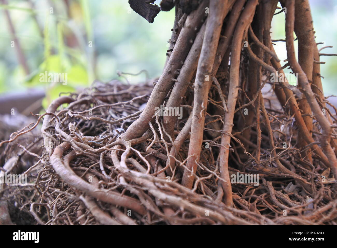 Palmera oder Palm plant root Ball aus einem Topf. Stockfoto