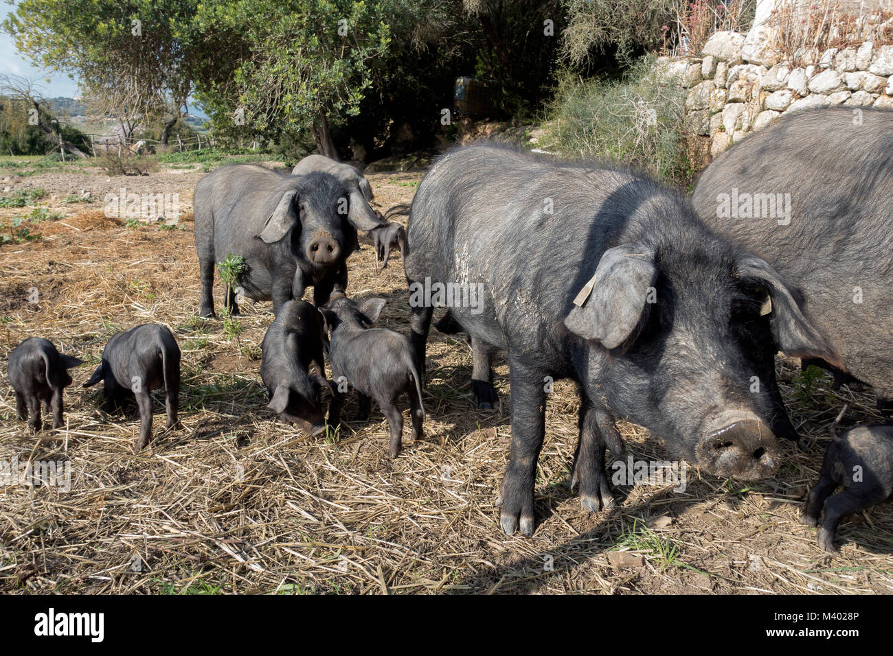 Schwarze Schweine Bauernhof., Insel Mallorca, Spanien Stockfoto