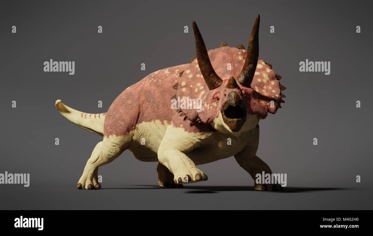 Dinosaurier TRICERATOPS horridus Stockfoto