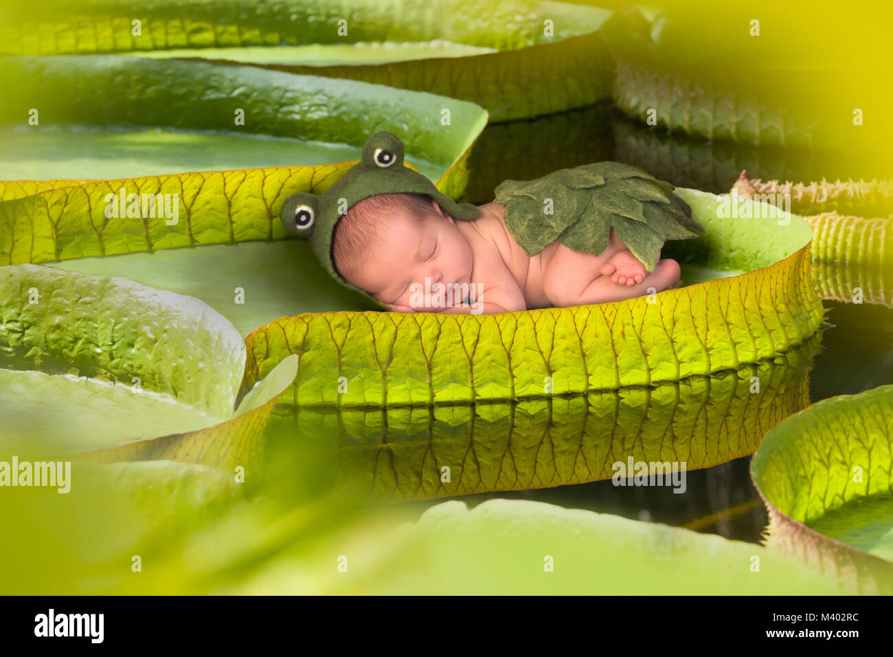 Baby Frosch outfit Schlafen auf einem riesigen Victoria regina Lotus Blatt Stockfoto