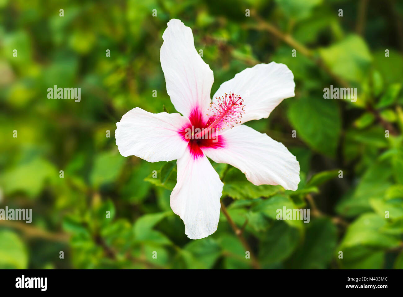 Schöne weiße big Hibiscus flower (Hibiscus rosa sinensis) auf grüne Natur Hintergrund. Hibiscus flower Jaswand Anlage. Tropische Hawaiian Hibiscus Stockfoto