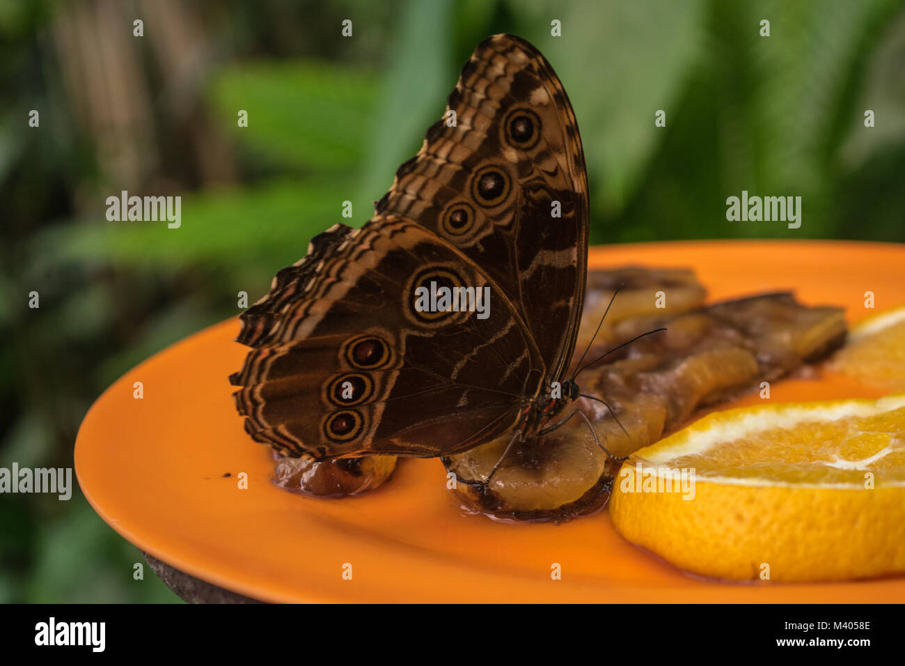 Morpho peleides Schmetterling essen einige Früchte, die Peleides blauer Morpho, Morpho oder der Kaiser Stockfoto