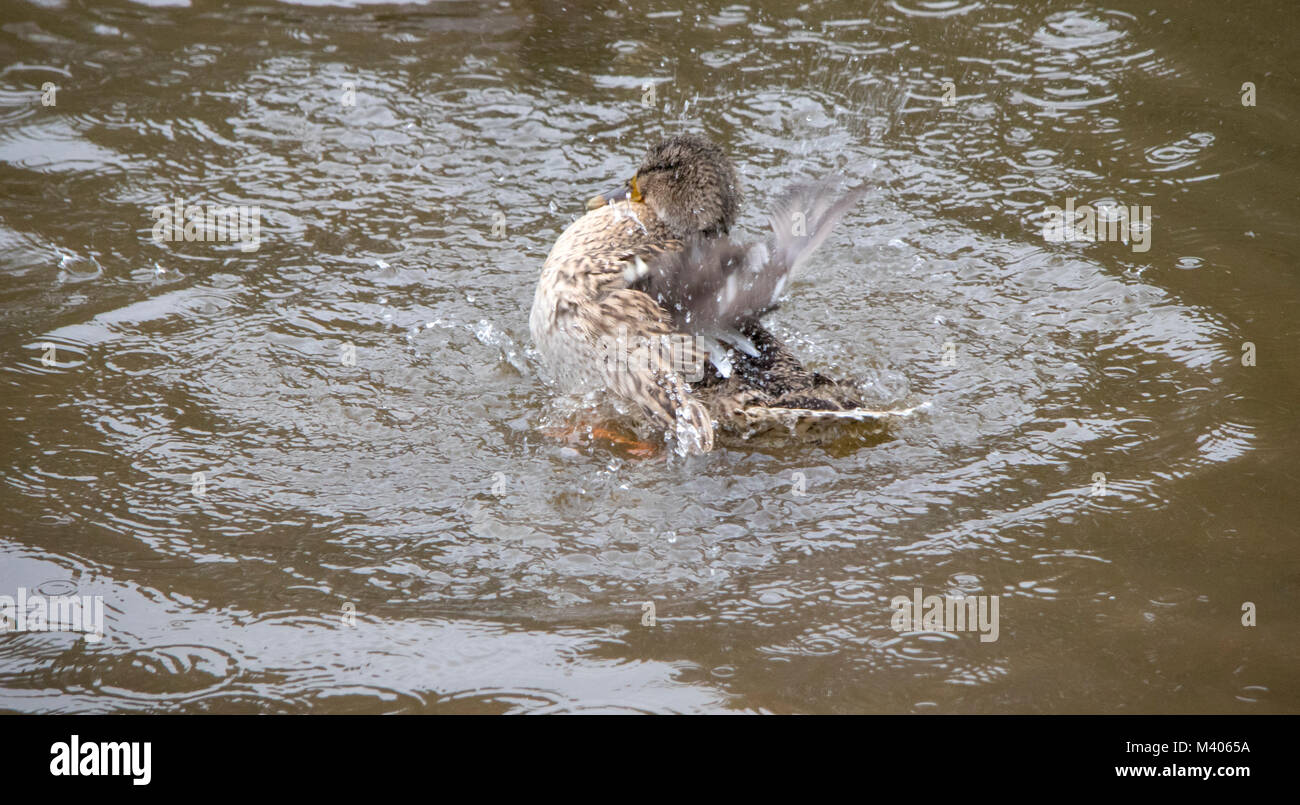 Ente planschen in den Fluss Wear Stockfoto