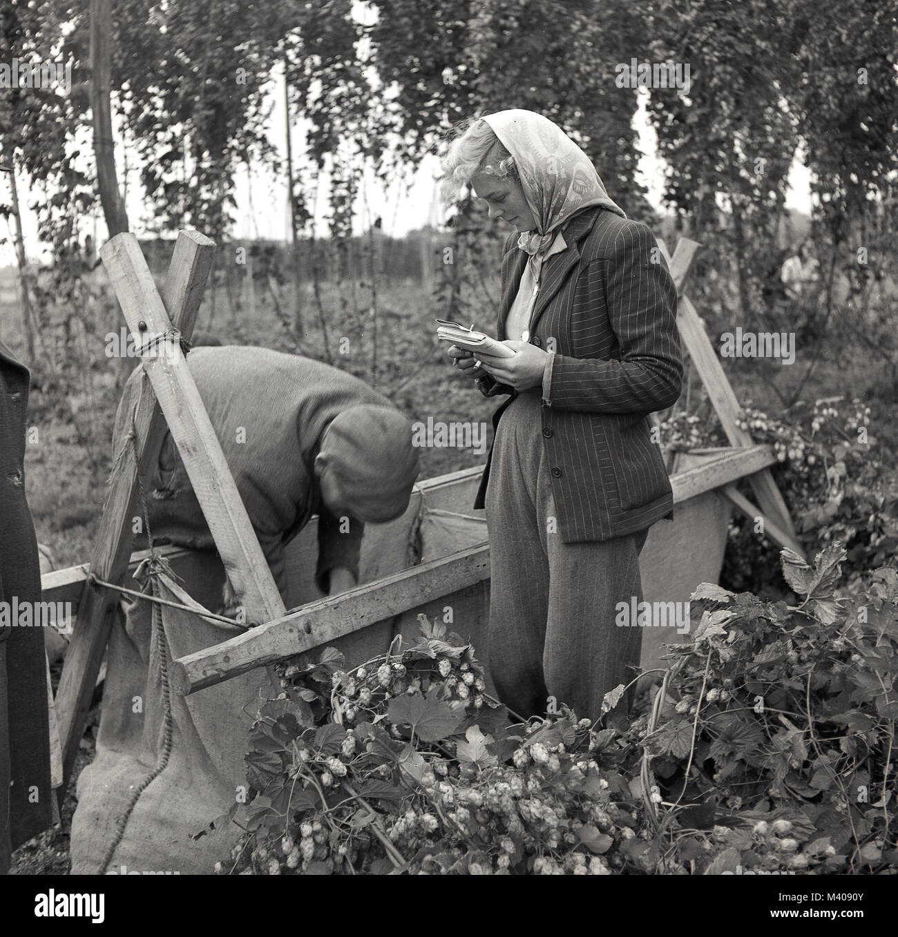1950er Jahre, historische Bild von J Allan Bargeld, eine Dame in einem Schal mit ihr Notebook außerhalb in einem Hop Feld über einen männlichen hop Picker, wie er seine Ernte in seinem Sack, Kent, England, UK. Stockfoto