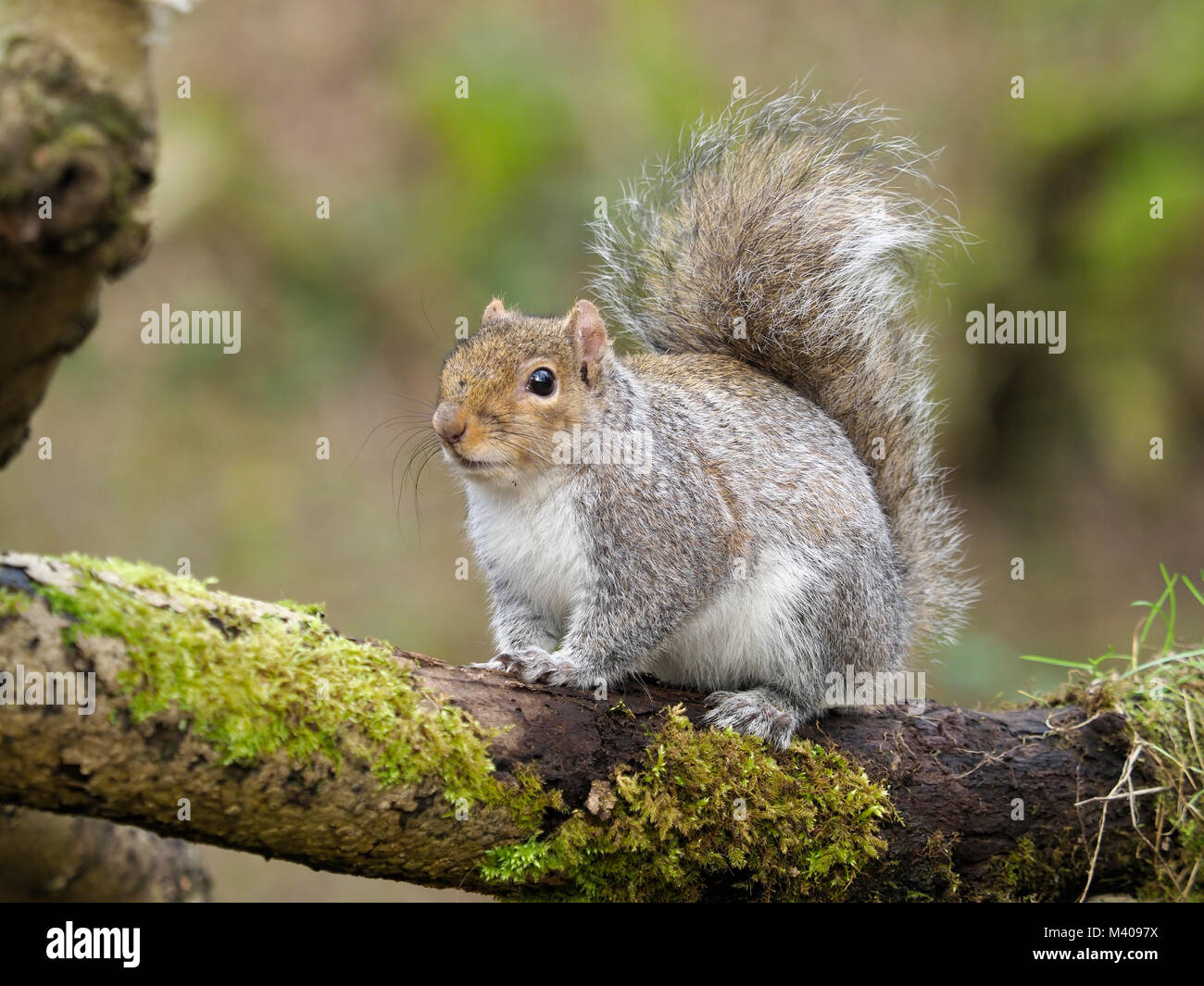 Gray squirrel, Sciurus carolinensis, single Säugetier auf Zweig, Worcestershire, Februar 2018 Stockfoto