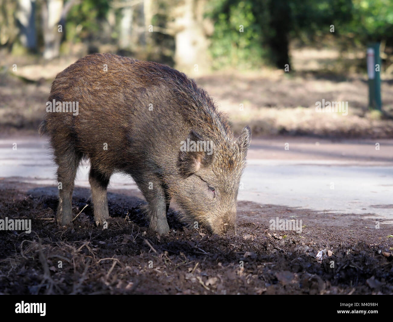 Wildschwein, Sus scrofa, Straßenrand, Wald von Dean, Gloucestershire, Februar 2018 Stockfoto