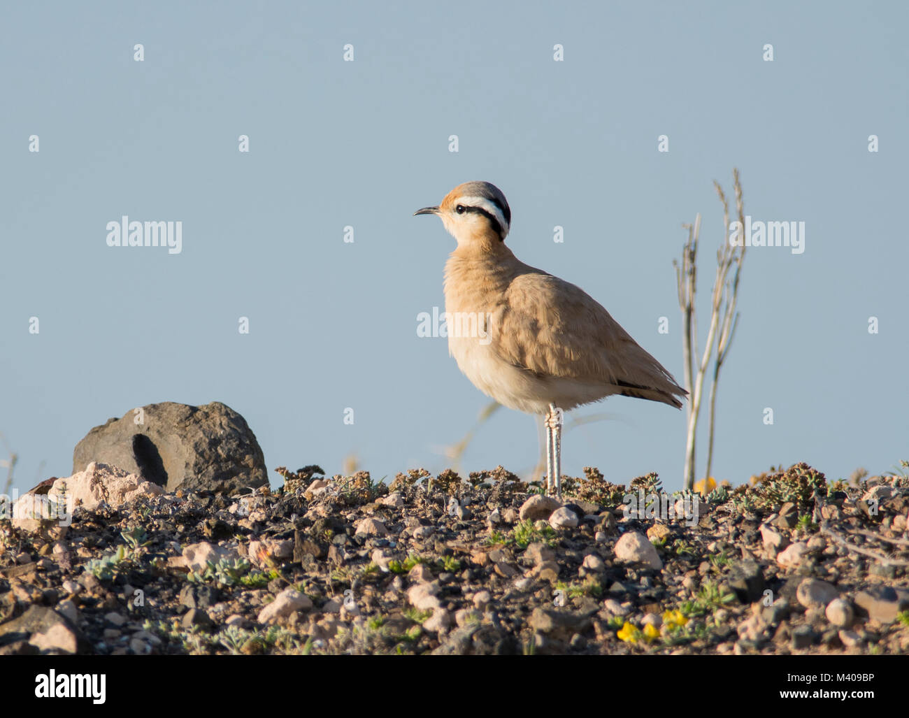 Cream-Colored Renner (Cursorius Cursor) in der Wüste auf Fuerteventura in der Sonne mit einem blauen Himmel. Stockfoto