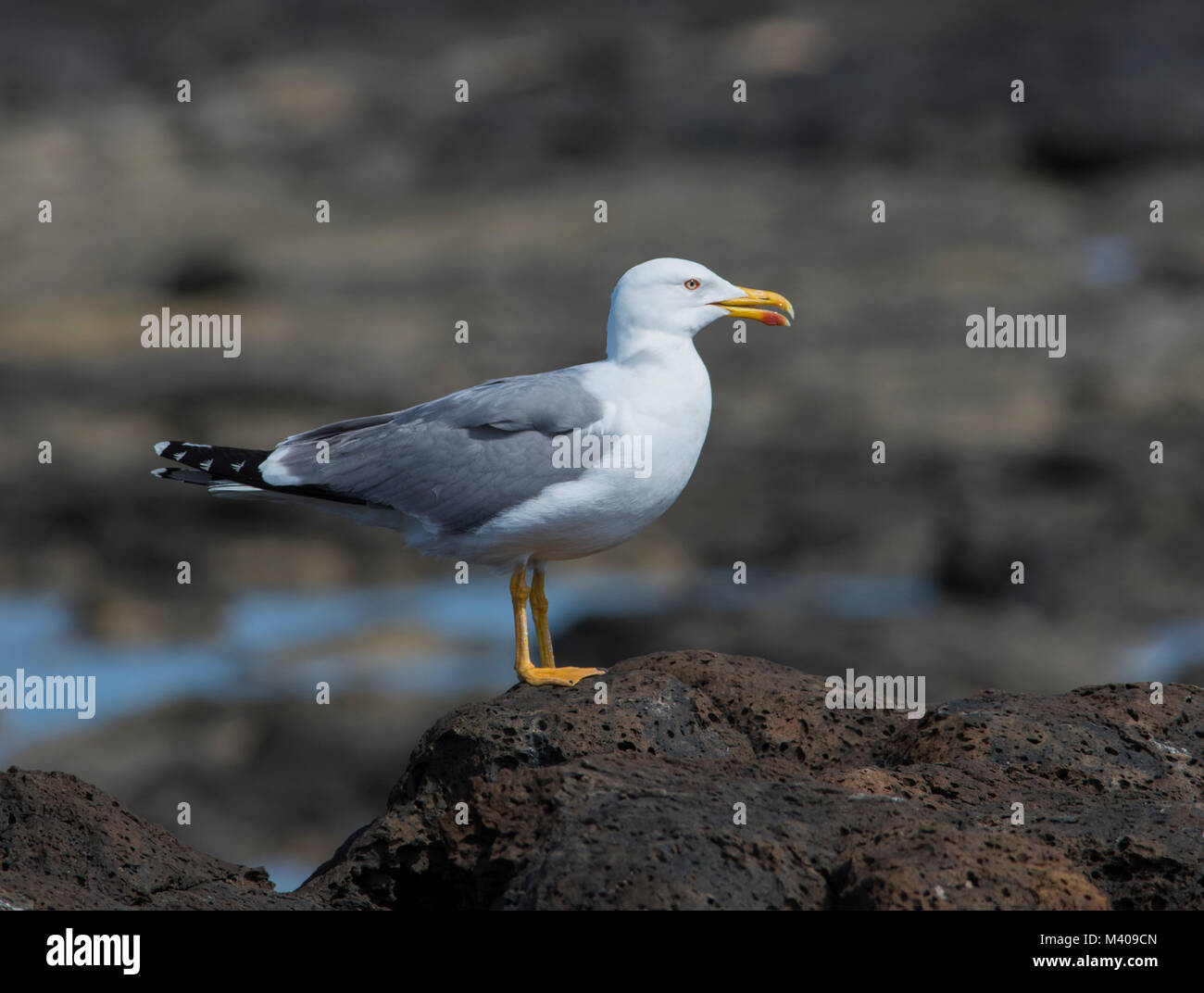 Erwachsene Gelb Legged Gull (Larus michahellis) saß auf einem vulkanischen Felsen auf der Insel Fuerteventura. Stockfoto