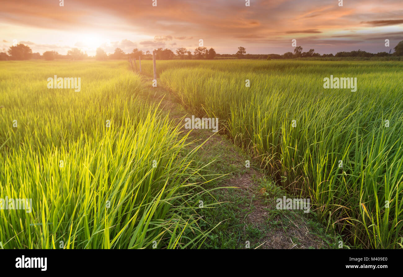 Grüner Reis Feld Werk in Thai Ackerland am meisten agricuture Industrie in Outdoor low sunrise Beleuchtung. Stockfoto
