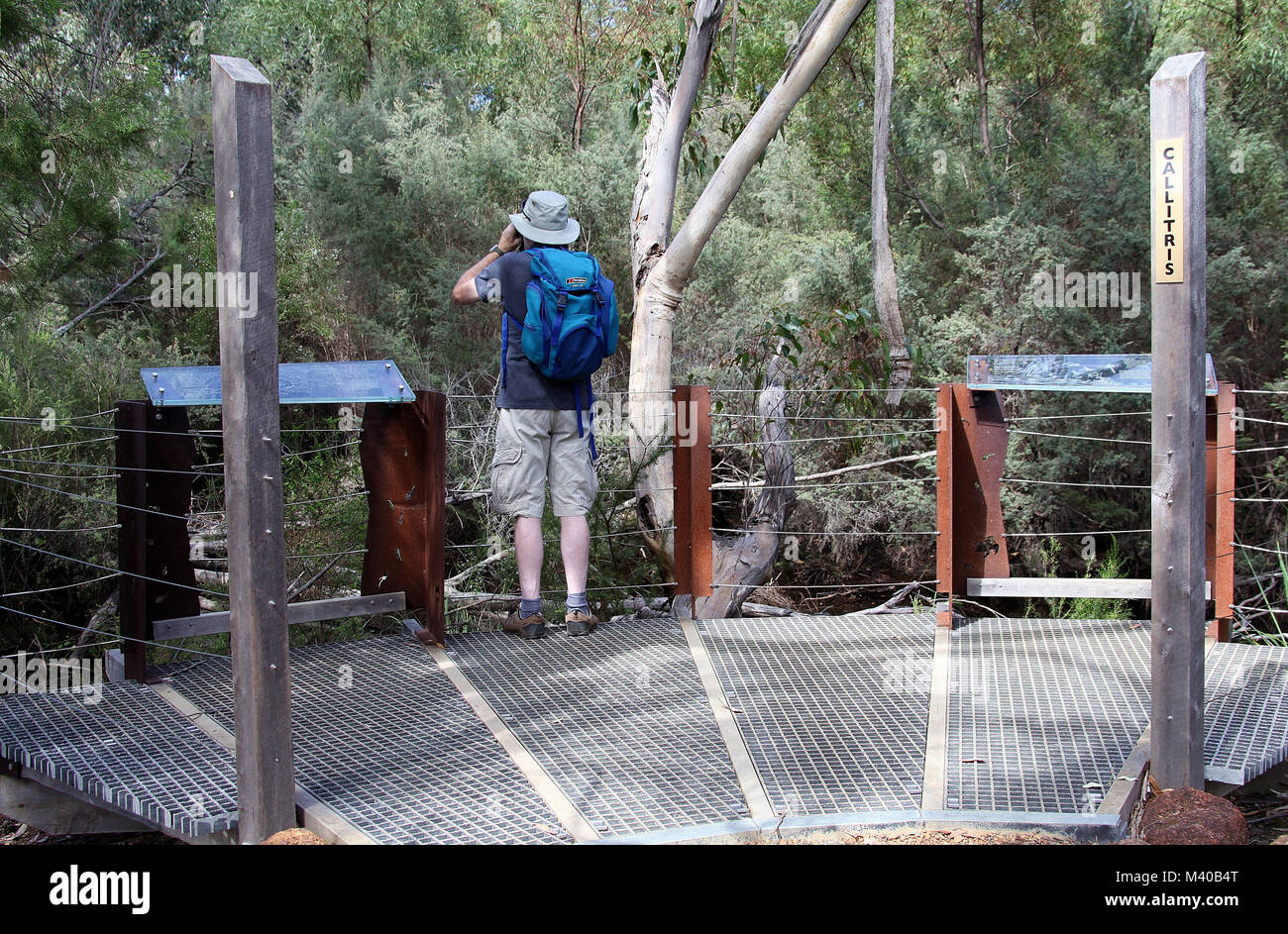 Touristische beobachten Duck-billed platypus Am Flinders Chase National Park auf Kangaroo Island Stockfoto